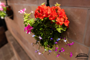 Northwich In Bloom flowers